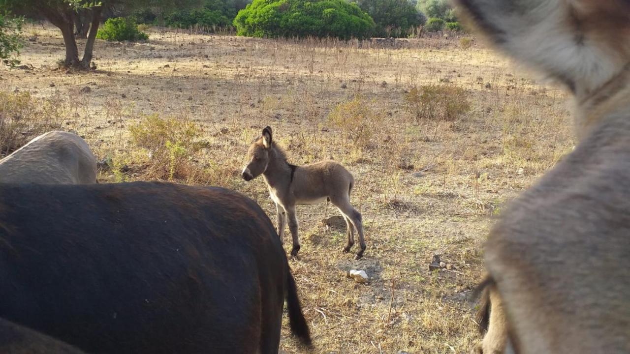 Vistamare Villa Orosei Kültér fotó